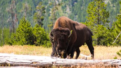 bison yellowstone