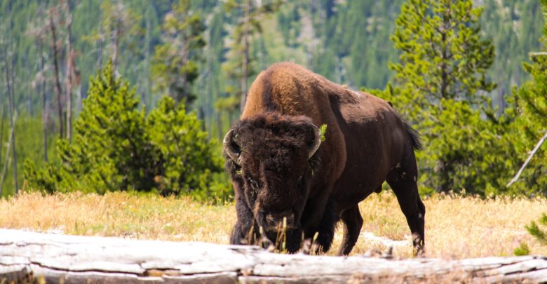bison yellowstone