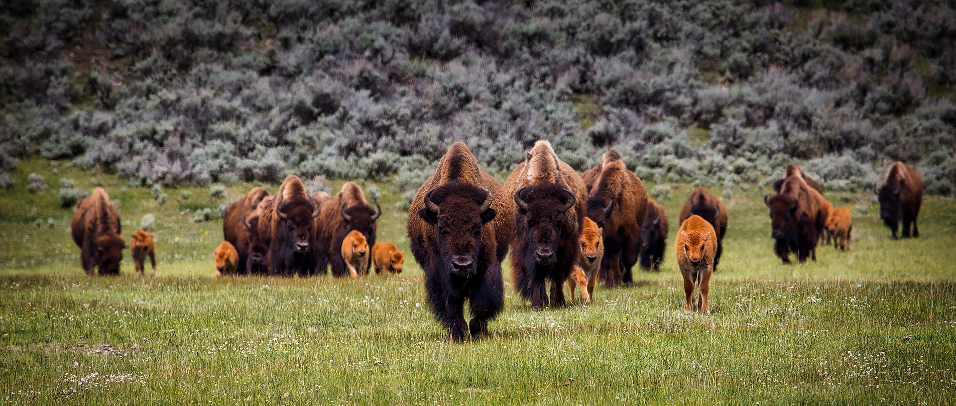 bisonokser