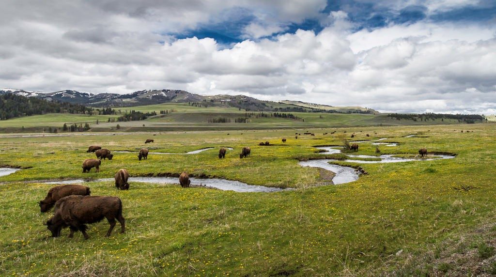 Lamar Valley