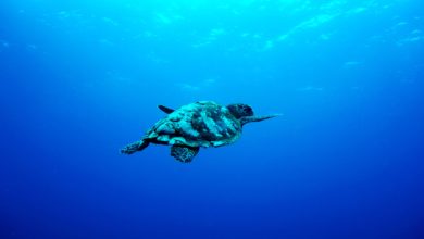 havskildpadde