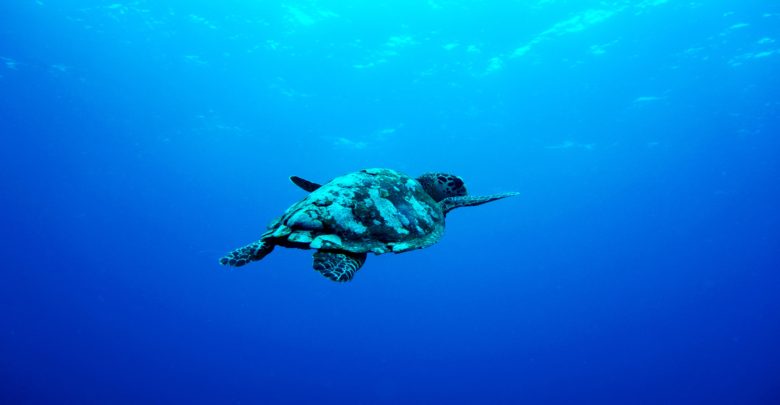 havskildpadde