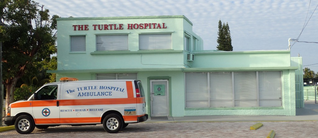 turtlehospital