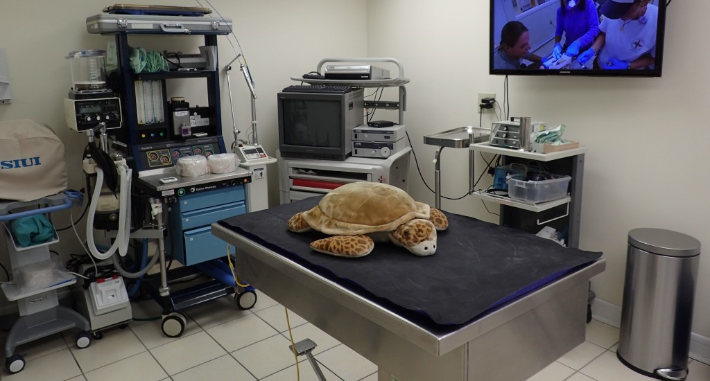 turtle hospital
