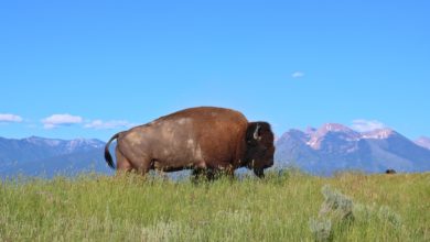 bisonoksen