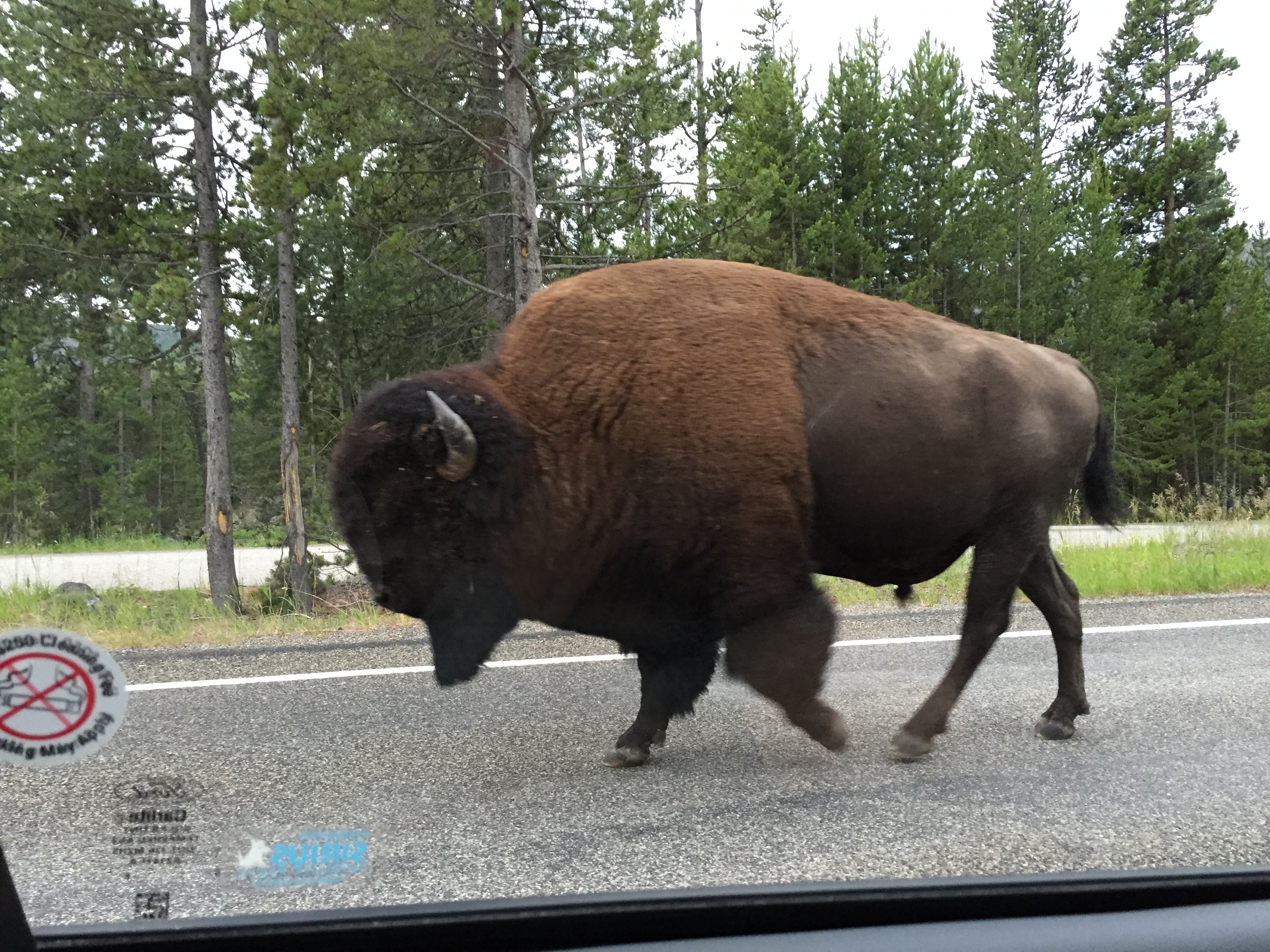 bison