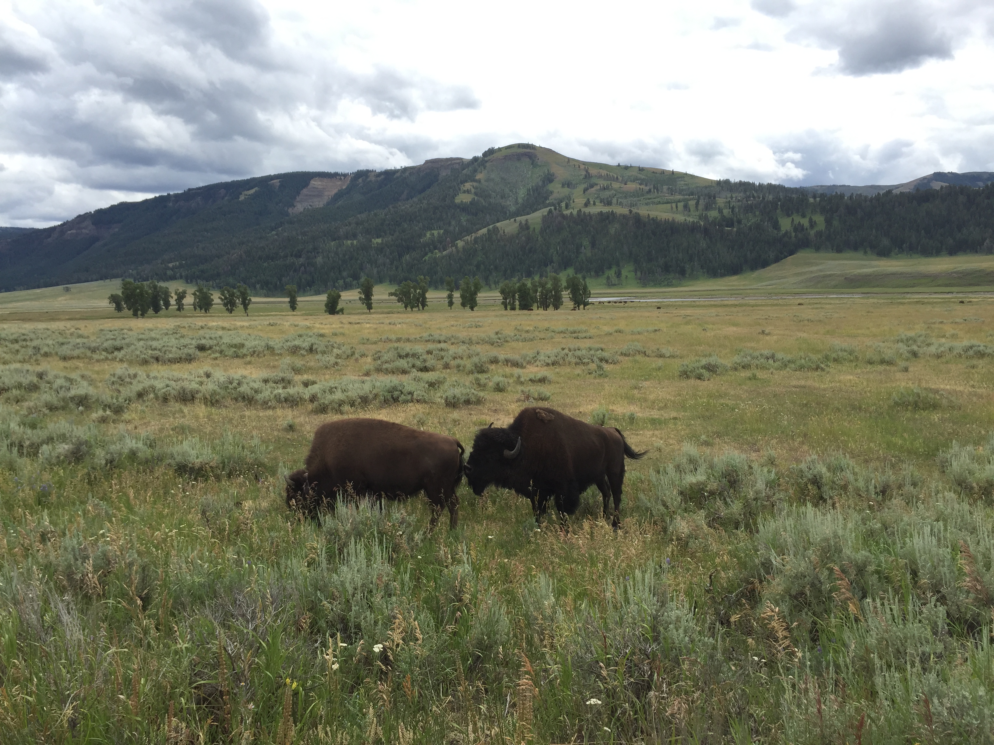 lamar valley