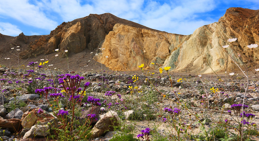 death valley blomster