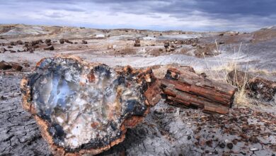 petrified forest