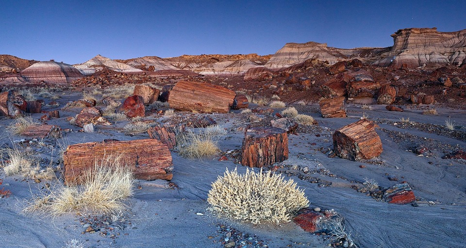 petrified forest national park