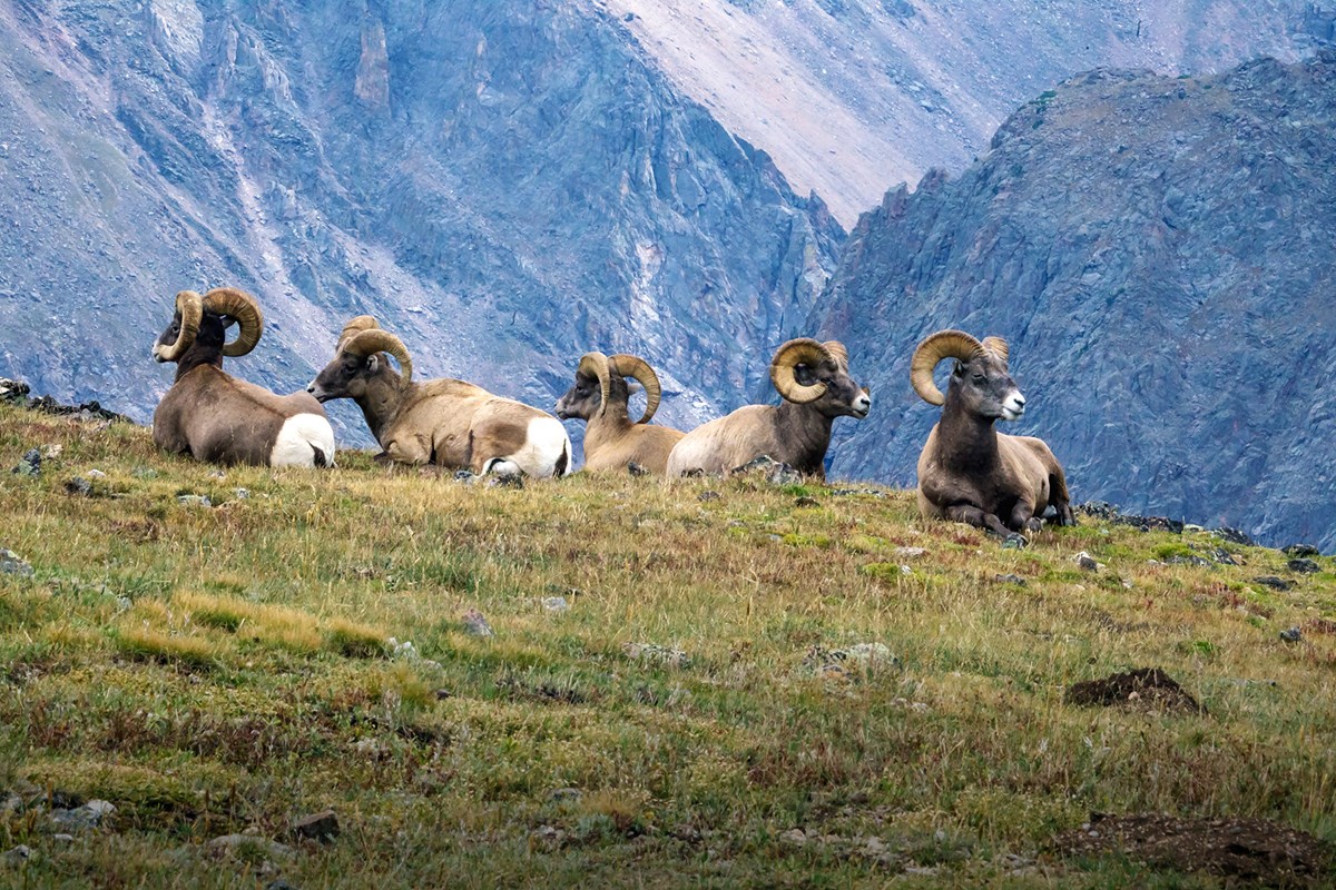 Bighorn